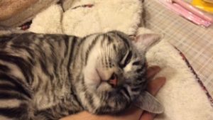 手の甲を枕に昼寝のネコ