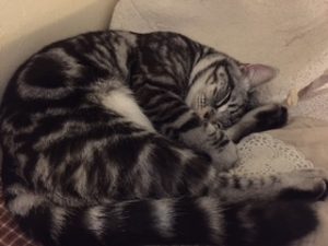 うちの猫寝顔 7か月