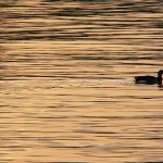 引き寄せの法則