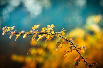 繊細が人にぴったりな心理カウンセリングのイメージ